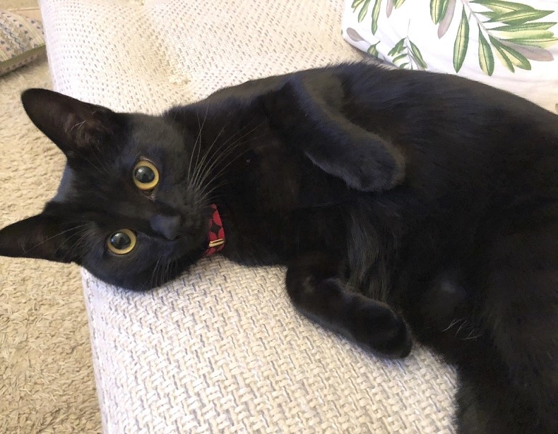 魅惑の黒猫 ココちゃん びっくりカーテン