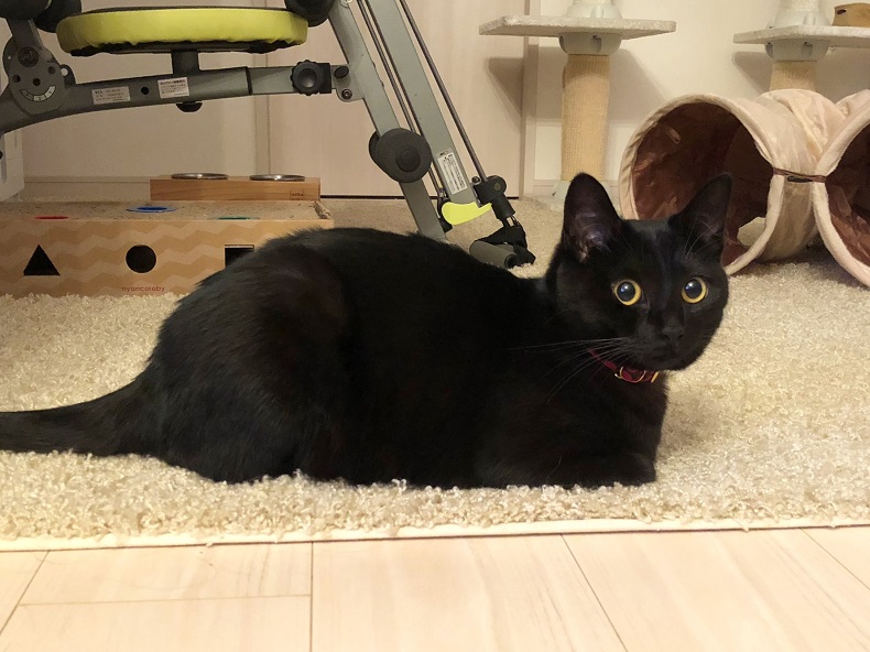 魅惑の黒猫 ココちゃん びっくりカーテンびっくりカーテン