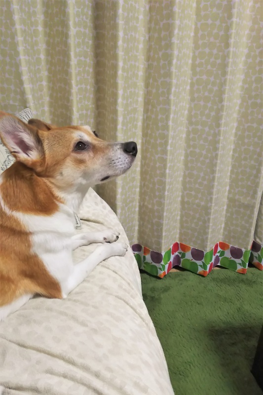 ボトムアクセントカーテン＜カーロ　ベージュ＞のレビュー写真です