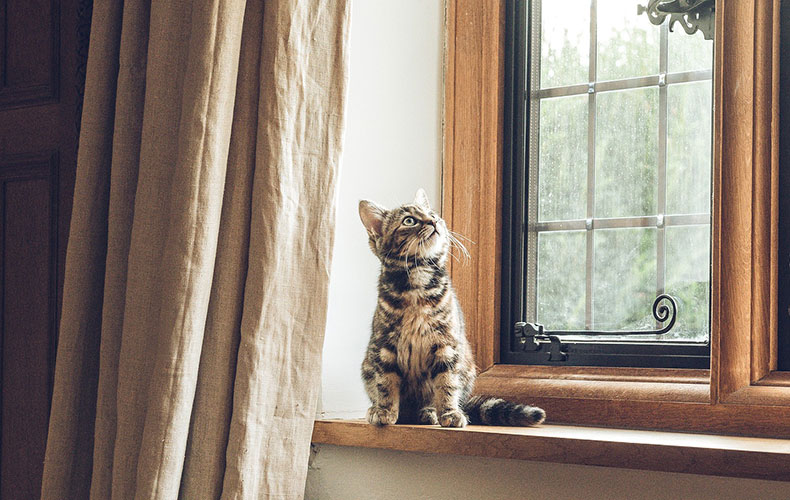 カーテンと猫いる窓辺