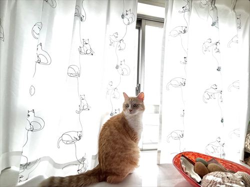 チビ猫りりびっくりカーテン レースカーテン ①②③セットで びっくりカーテン
